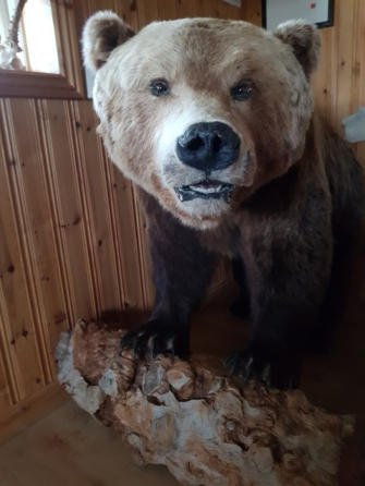 Björn